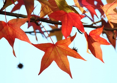 Autumn Fundraisers That Will Be Instant Winners