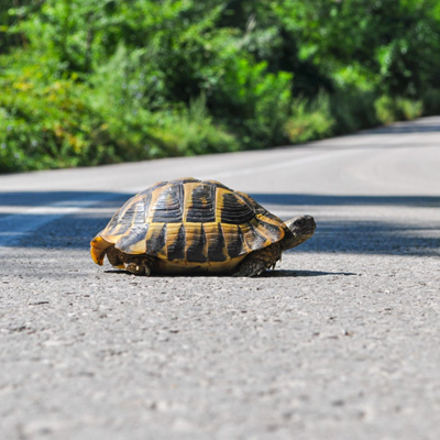 Rescuing Ocala Wildlife (ROW)